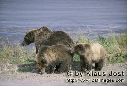 Brown Bear/Ursus arctos horribilis        Brown bear mother with two cubs        