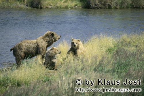 Braunbaer/Brown Bear/Ursus arctos horribilis        Danger for Bear family        