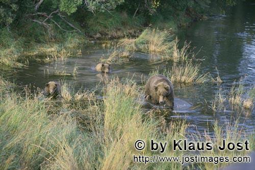 Brown Bear/Ursus arctos horribilis        Brown bear family in shallow water        