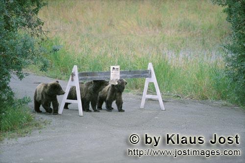 Braunbaer/Brown Bear/Ursus arctos horribilis        Three Brown Bear cubs and a sign        