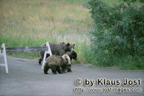 Braunbaer/Brown Bear/Ursus arctos horribilis        Three Brown Bear cubs and a sign        