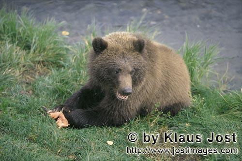 Brown Bear/Ursus arctos horribilis        Young brown bear with salmon delicacies            