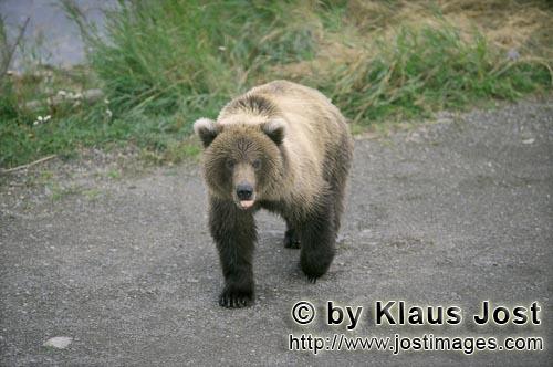 Brown Bear/Ursus arctos horribilis        Brown bear on a gravel road        