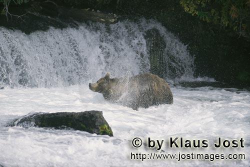 Brown Bear/Ursus arctos horribils        Brown Bear shaking off water        Just below the water