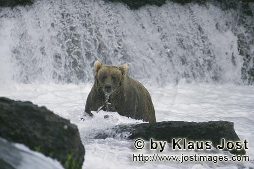 Braunbaer/Brown Bear/Ursus arctos horribilis        Big Brown Bear below the waterfall        Just b