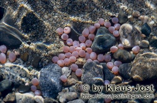 Katmai/Backcountry/Alaska        Salmon roe - A delicate-eats for Baers            