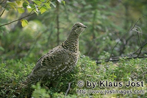 Spruce Grouse/Dendragapus canadensis        Spruce grouse looking for sweet berries        In the de