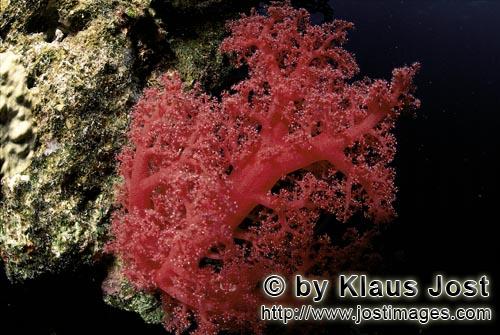 Weichkoralle/Soft coral/Dendronephthya sp.        Soft coral in the Red Sea     