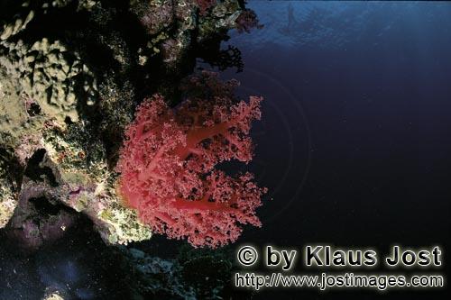 Weichkoralle/Soft coral/Dendronephthya sp.            Soft coral         