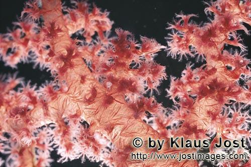 Soft coral/Dendronephthya sp.        Soft coral in the Red Sea        Soft corals are a strik