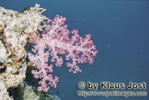 Weichkoralle/Soft coral/Dendronephthya sp.        Soft coral