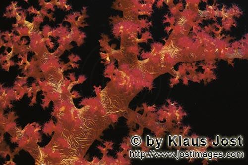 Weichkoralle/Soft coral/Dendronephthya sp.        Soft coral in the Red Sea        