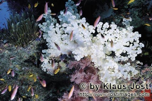 Weichkoralle/Soft coral/Dendronephthya sp.        Soft corals        