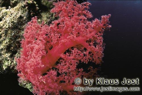 Weichkoralle/Soft coral/Dendronephthya sp.        Soft coral in the Red Sea