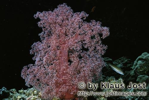 Weichkoralle/Soft coral/Dendronephthya sp.        Soft coral in the Red Sea        