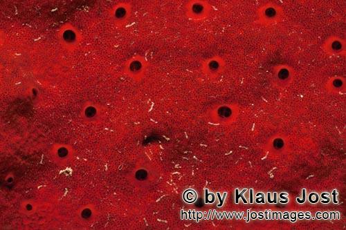 Roter Schwamm/Red Sponge/Cliona vastifica.        Red sponge in the Red Sea        This beautiful red