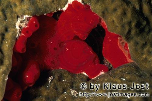 Red Sponge/Cliona vastifica        Red sponge in the Red Sea        This red sponge (Cliona vasti