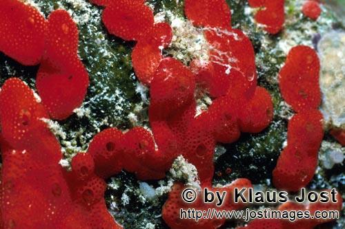 Roter Schwamm/Red Sponge/Cliona vastifica.    Roter Schwamm im Roten Meer     Red sponge in the Red Sea