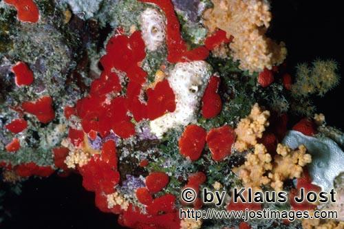 Roter Schwamm/Red Sponge/Cliona vastifica.        Red sponge in the Red Sea         This beautiful <