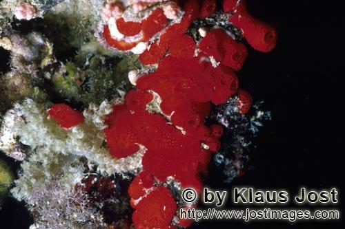 Red Sponge/Cliona vastifica        Red sponge (Cliona vastifica)        This red sponge (Cliona v
