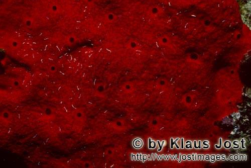 Roter Schwamm/Red Sponge/Cliona vastifica.        Red sponge in the Red Sea                 