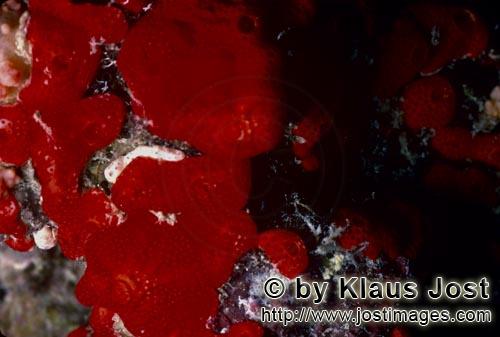 Roter Schwamm/Red Sponge/Cliona vastifica.        Red sponge in the Red Sea                 