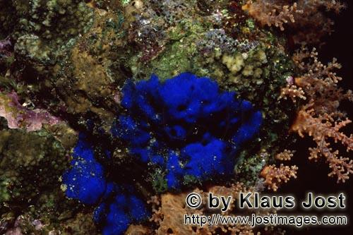 Blauer Schwamm/Blue Sponge/Hymedesmia sp.        Blue sponge in the Red Sea        