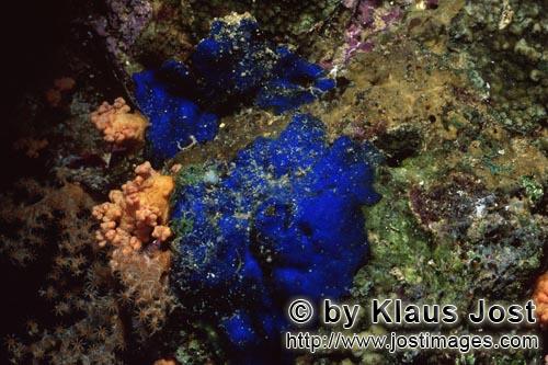 Blauer Schwamm/Blue Sponge/Hymedesmia sp.        Blue sponge         This beautiful blue sponge<