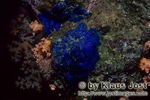Blauer Schwamm/Blue Sponge/Hymedesmia sp.        Blue sponge        This beautiful blue sponge</b