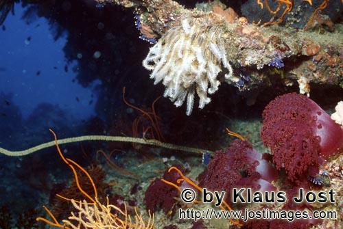 Weichkoralle/Soft coral/Dendronephthya sp.            Soft corals        