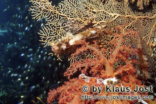 Weichkoralle/Soft coral/Dendronephthya sp.         Soft coral with Sea fan         