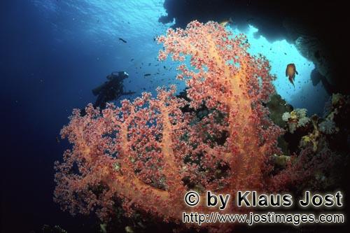 Weichkoralle/Soft coral/Dendronephthya sp.        Soft coral with diver