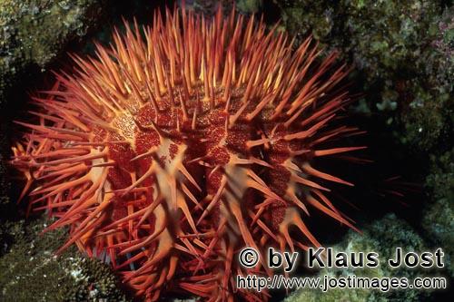 Dornenkrone/Crown of thorn starfish/Acanthaster planci        Acanthaster planci        