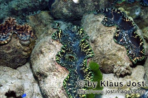 Moerdermuschel/Giant clam/Tridacna        Giant clams    