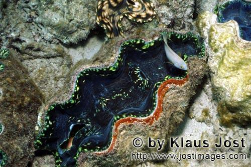 Moerdermuschel/Giant clam/Tridacna        Giant clam        
