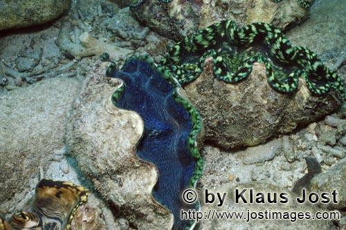 Moerdermuschel/Giant clam/Tridacna        Giant clam (Tridacna)        