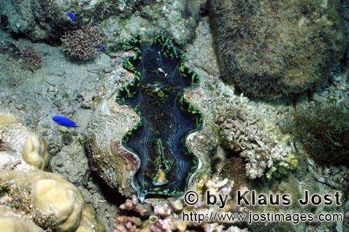 Moerdermuschel/Giant clam/Tridacna        Giant clam