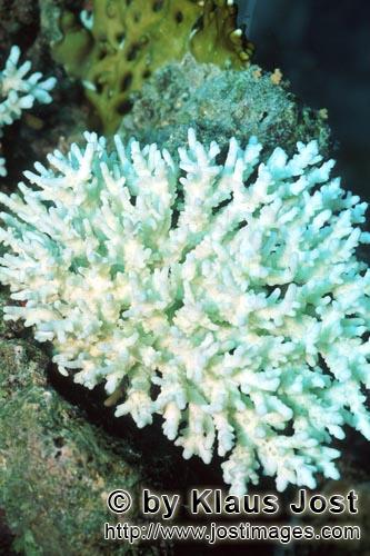 Coral bleaching            