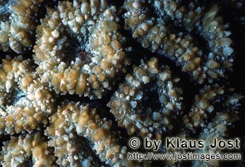 Steinkoralle/Stony coral/Plerogyra sp.        Stony coral 