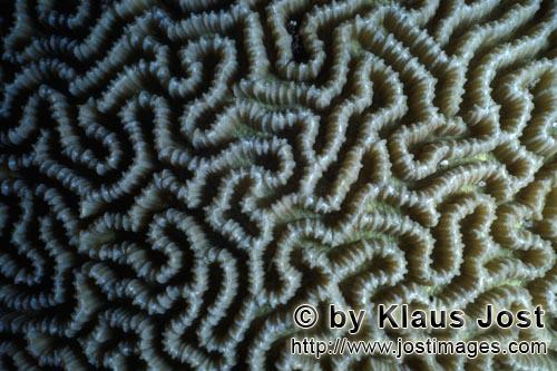Hirnkoralle/Brain coral/Platygyra daedalea        Brain coral