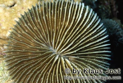 Pilzkoralle/Mushroom coral/Fungia fungitis        Mushroom coral 