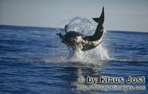 Great White shark/Carcharodon carcharias        It is late afternoon. Dyer Island is located six