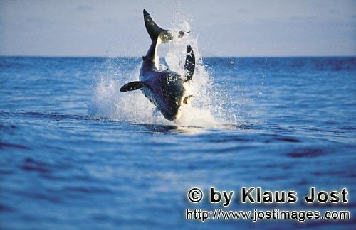 Weißer Hai/Great White shark/Carcharodon carcharias        Breaching Great White shark         It i
