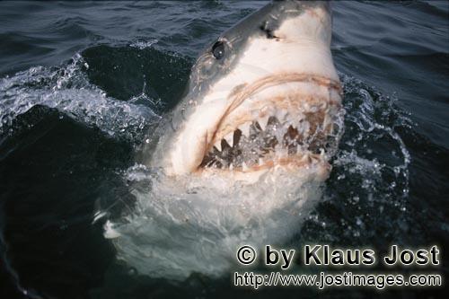 Great White Shark/Carcharodon carcharias        Great White Shark begins to open its mouth        Si