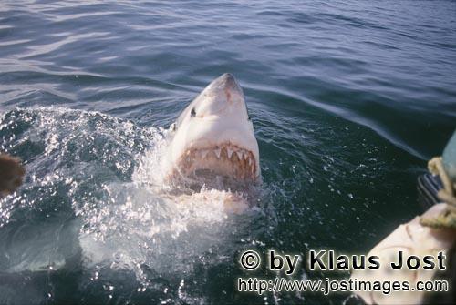 Weißer Hai/Great White Shark/Carcharodon carcharias        Great White Shark breaking through the w