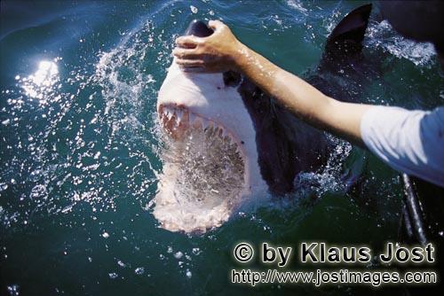 Weißer Hai/Great White Shark/Carcharodon carcharias        The Great White shark opens its mouth</b