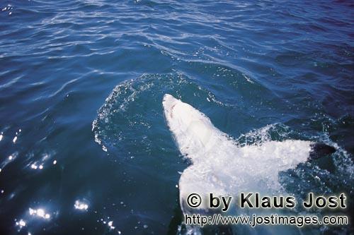 Weißer Hai/Great White Shark/Carcharodon carcharias        Great White Shark lying on the back  