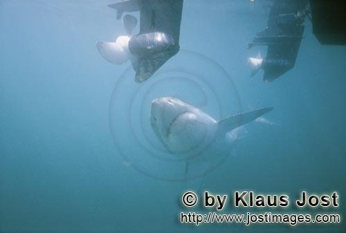 Weißer Hai/Great White Shark/Carcharodon carcharias        The Great White Shark is fascinated by t