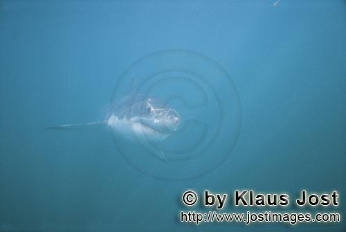 Weißer Hai/Great White shark/Carcharodon carcharias        Great White Shark in the Shark Alley