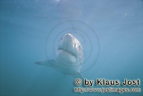 Weißer Hai/Great White shark/Carcharodon carcharias        Scientifically, the Great White Shark is